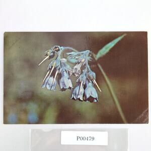 Chiming Bells Flower Alaska Vintage 1960s Postcard Dexter Dedman's Photo Shop